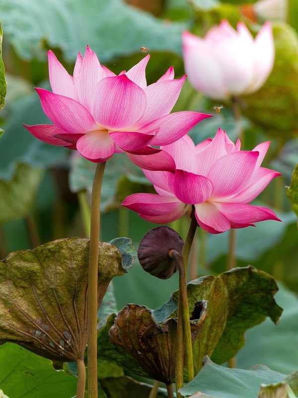 sacred lotus plant
