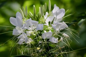 spider-plant