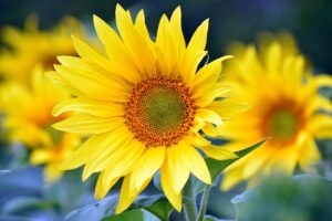 sunflower plant