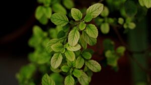 tulsi holy basil
