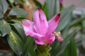 turmeric plant