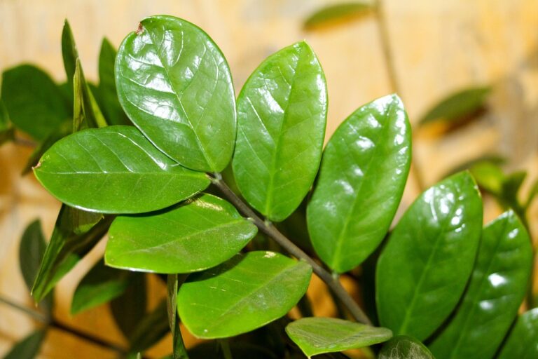 ZZ plant