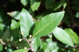Bay Laurel Plant Laurus nobilis
