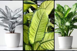 Dieffenbachia plant - Dumb Cane