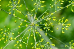 Dill Plant Anethum graveolens