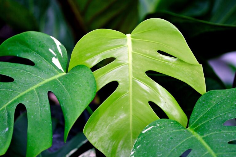 Monstera deliciosa plant