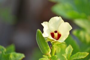 Okra Plant Lady’s Finger