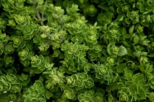 Oregano plant leaves