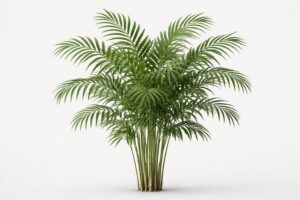 High-resolution botanical reference image of Parlor Palm (Chamaedorea elegans) showing a full clumping plant with multiple slender green stems, visible leaf scars, and arching pinnate fronds with narrow lance-shaped leaflets on a neutral light gray background.