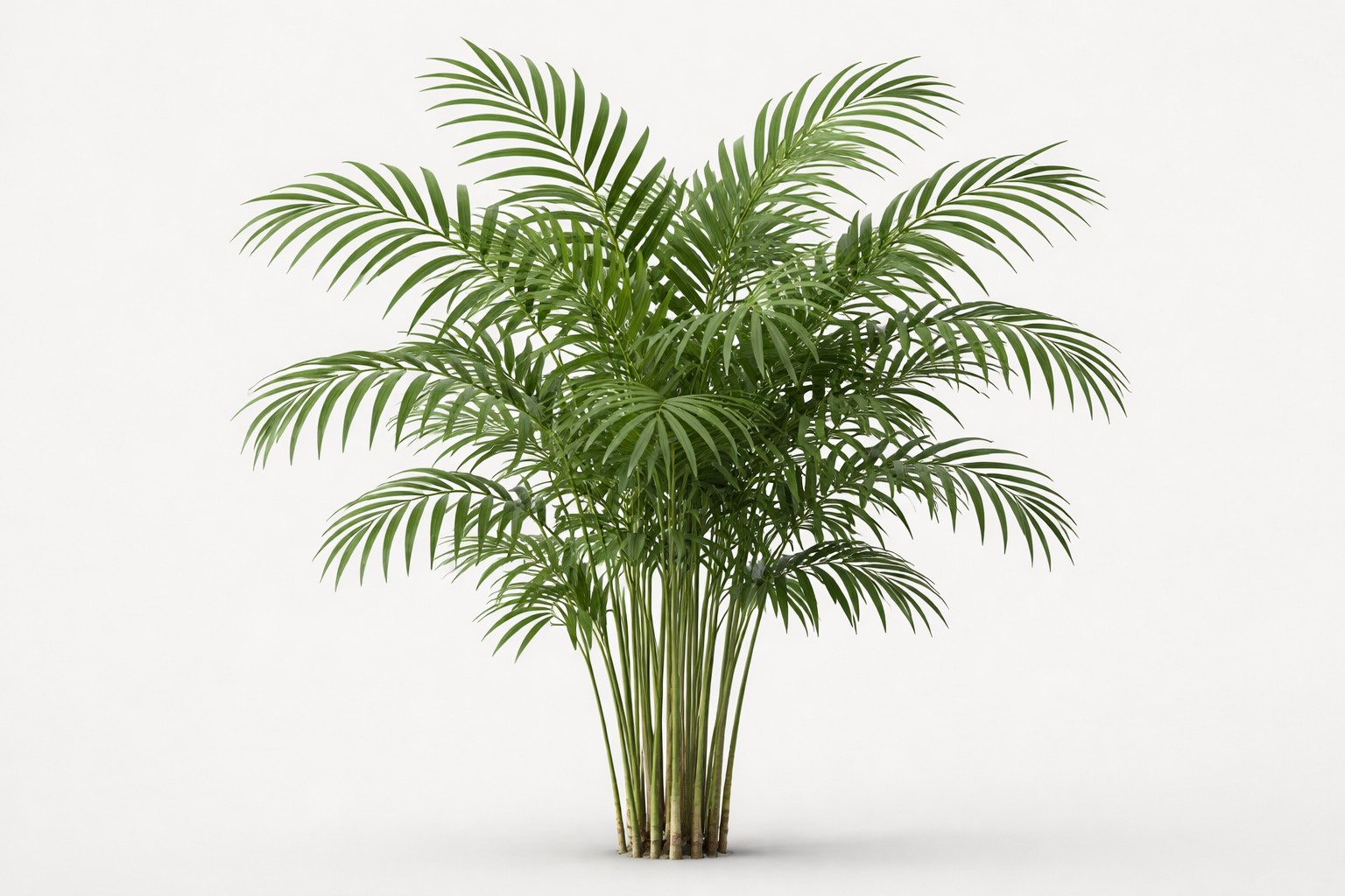 High-resolution botanical reference image of Parlor Palm (Chamaedorea elegans) showing a full clumping plant with multiple slender green stems, visible leaf scars, and arching pinnate fronds with narrow lance-shaped leaflets on a neutral light gray background.