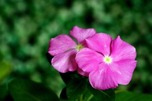 Periwinkle (Vinca) Plant