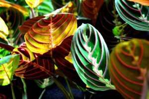 Prayer Plant (Maranta)
