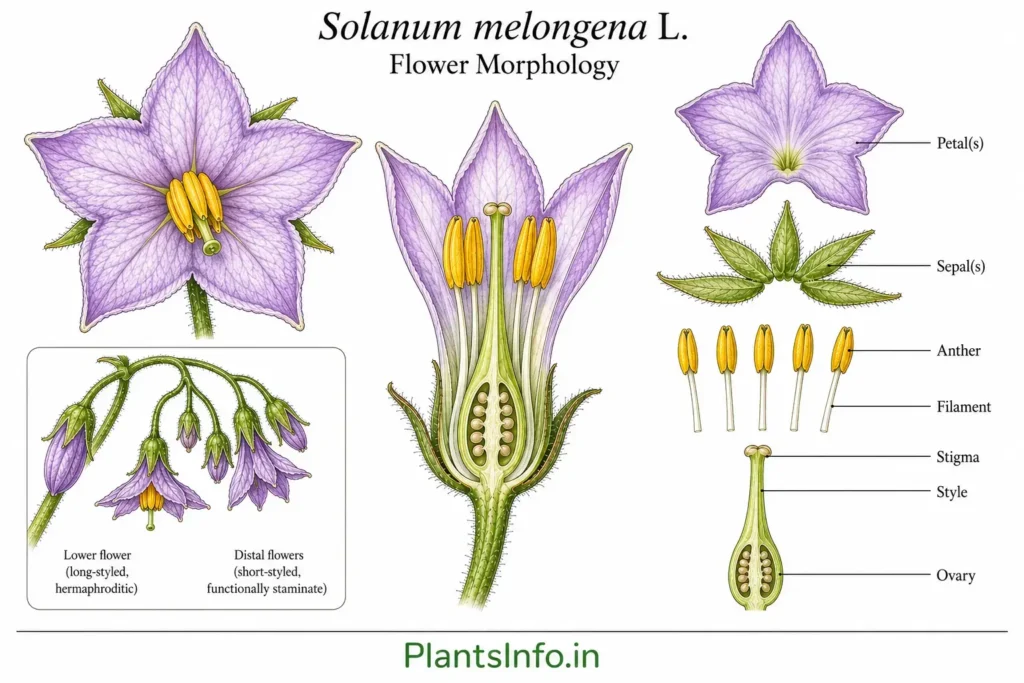 Botanical atlas illustration of Solanum melongena L. flower morphology, showing the five-lobed purple corolla, pubescent calyx, five stamens with yellow connivent anthers, filament, stigma, style, ovary in longitudinal section, and long-styled versus short-styled flowers.