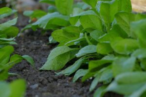Spinach Plant
