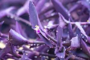 Tradescantia plant