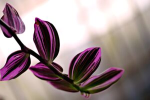 Tradescantia plant variety