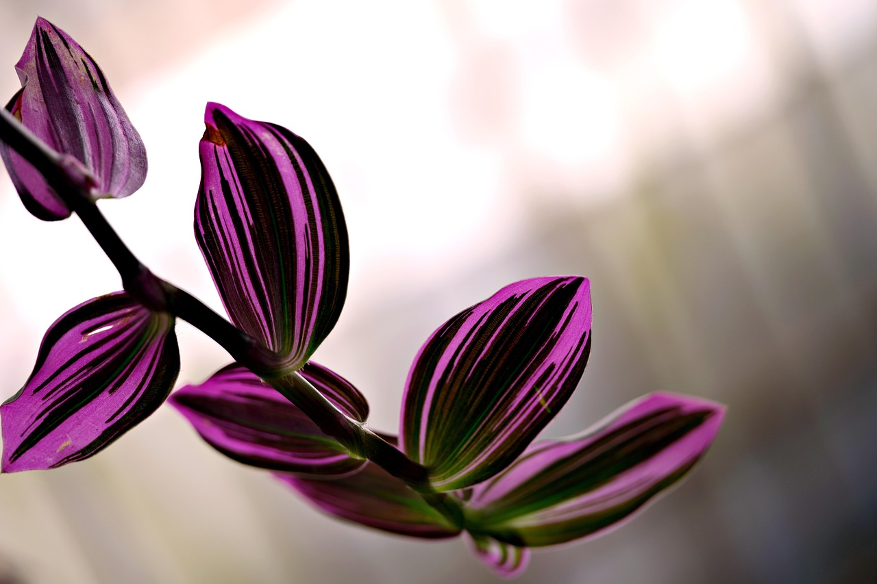 Tradescantia plant variety
