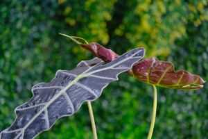 alocasia plant and leaves