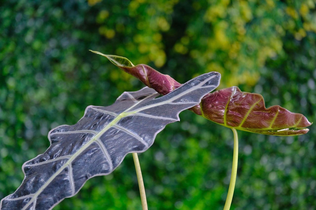 alocasia plant and leaves