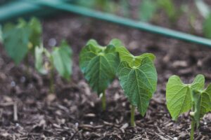 bean plant