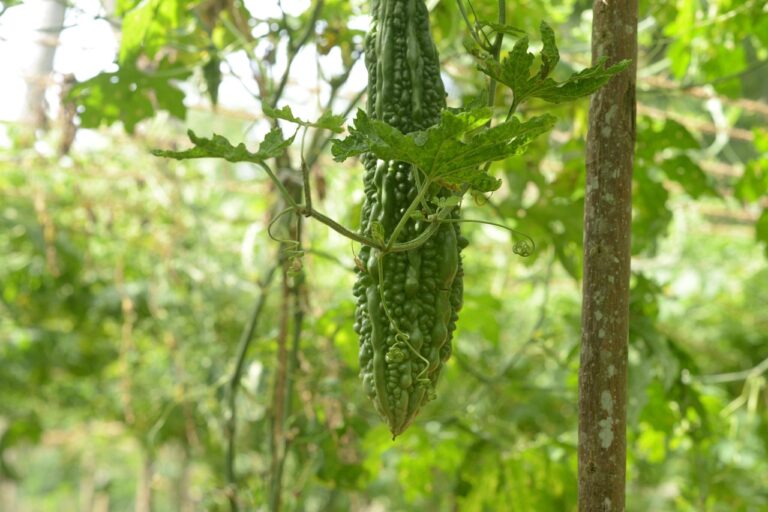 bitter gourd Plant