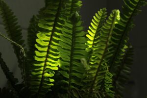 boston fern