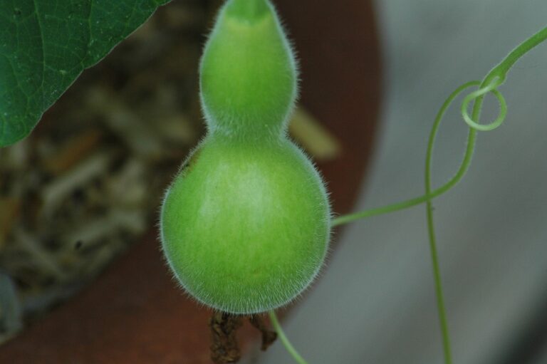 bottle gourd plant