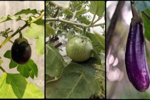 brinjal eggplant
