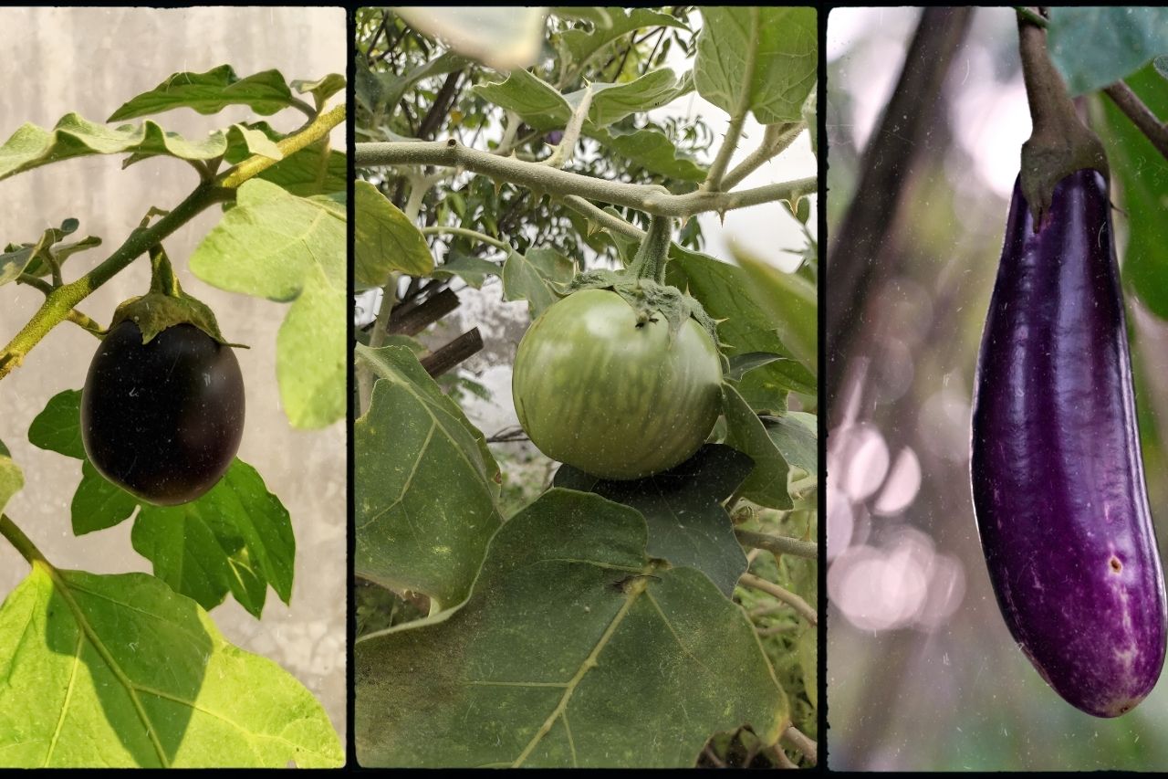 brinjal eggplant