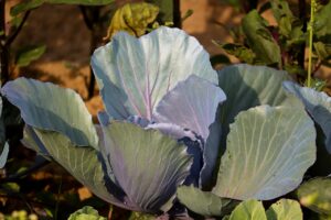 cabbage plant