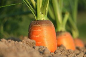 carrot plant