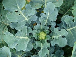 Cauliflower Plant