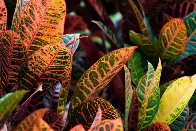 common croton plant
