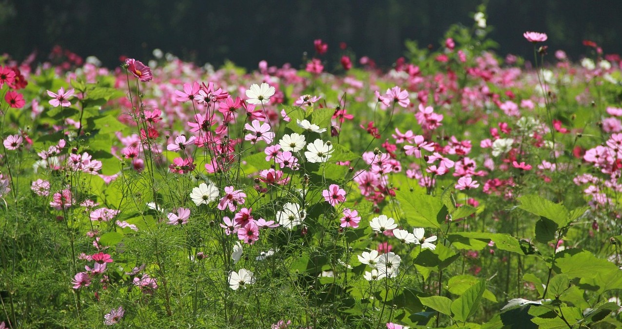 cosmos flowers