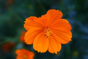 cosmos plant and flower