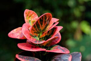 croton plant