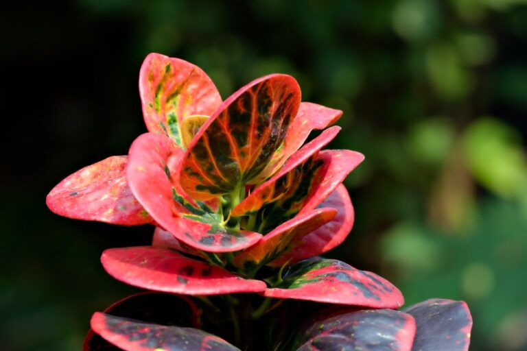 croton plant