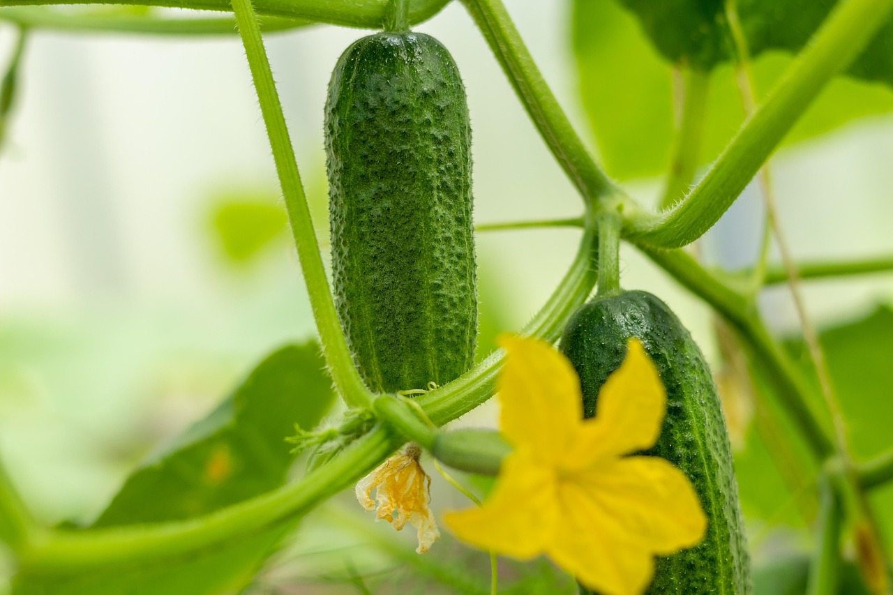 cucumber plant