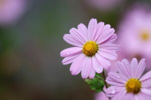 daisy plant