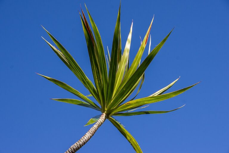 dracaena plant
