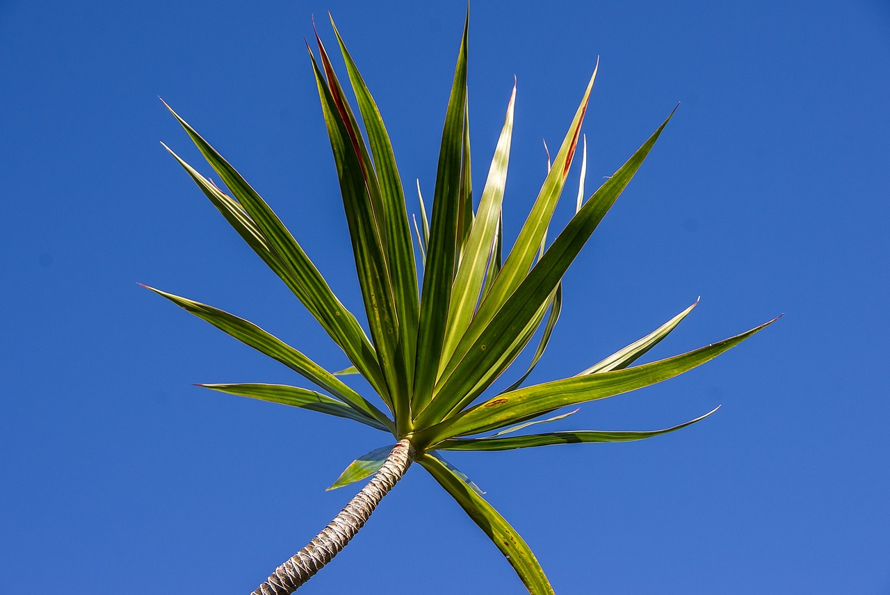 dracaena plant