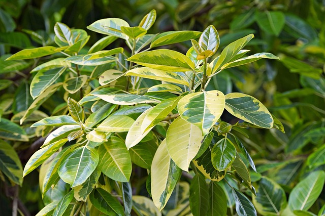 ficus-benjamina - weeping fig