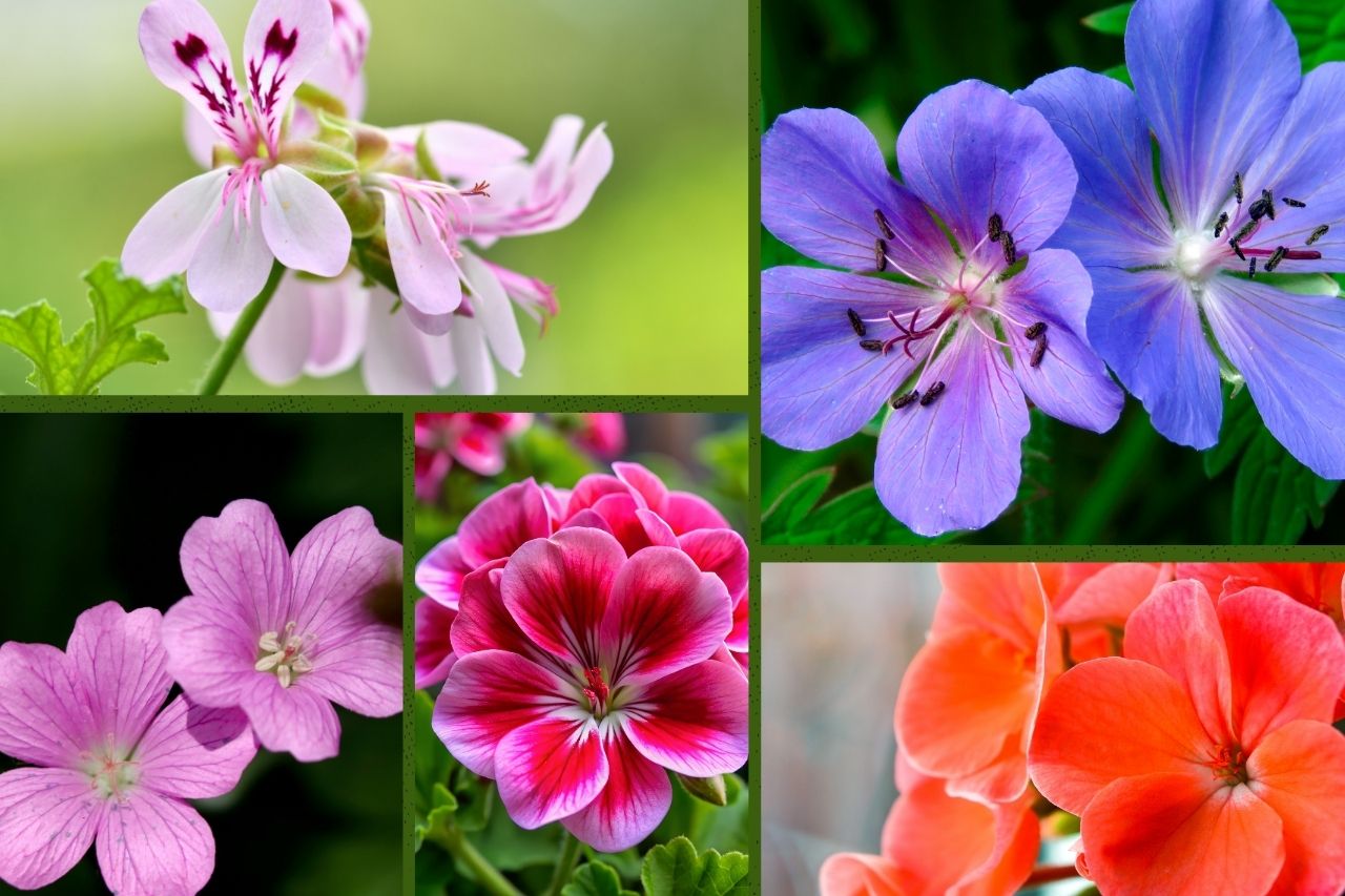 geranium plant