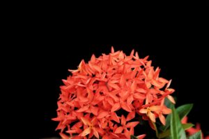 ixora plant