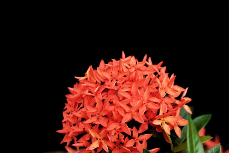 ixora plant