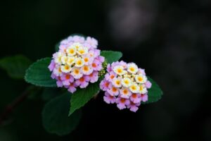 lantana plant and flowers