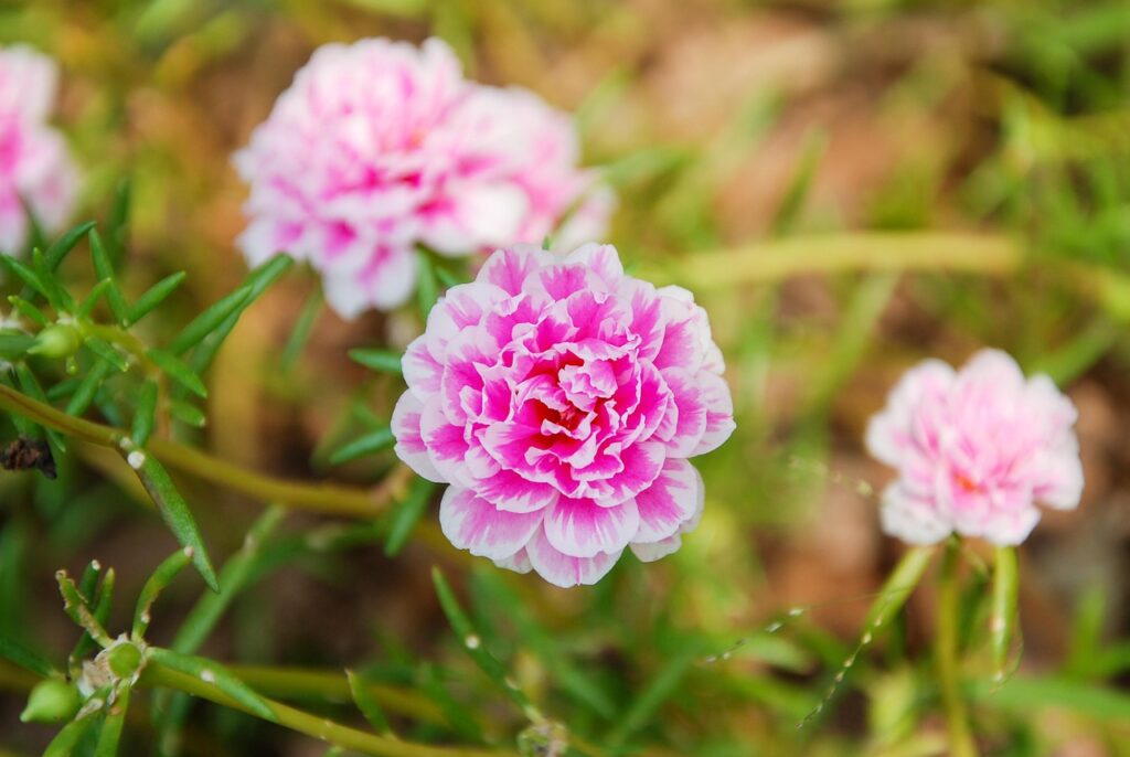 moss rose
