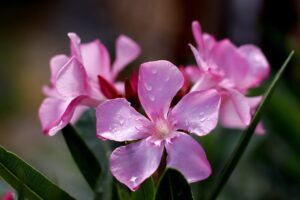 oleander plant