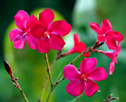 oleander plant and flower 2