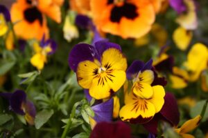 pansy plant and flowers